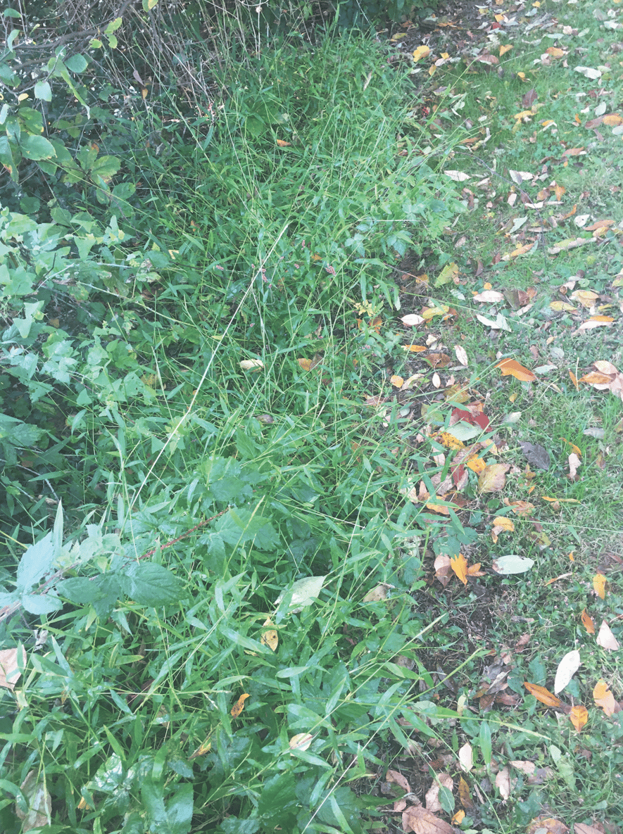 Environmentally Safe Herbicide Options